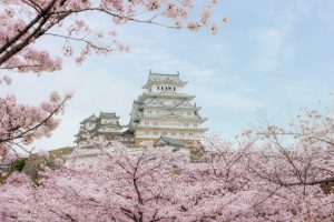SẮC HOA ANH ĐÀO: TOKYO – FUJI – NAGOYA – KYOTO – OSAKA 6N5D