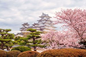 SẮC HOA ANH ĐÀO NỞ SỚM: TOKYO – FUJI – NAGOYA – KYOTO – OSAKA 6N5Đ