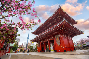 SẮC HOA ANH ĐÀO NHẬT BẢN: TOKYO – YAMANASHI – NARITA
