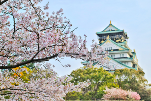 SẮC HOA ANH ĐÀO: OSAKA – KYOTO – FUJI – TOKYO