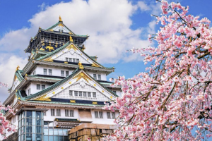 MÙA HOA ANH ĐÀO NHẬT BẢN: OSAKA – KOBE – KYOTO – FUJI – TOKYO